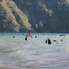 Pellaifa: bosque hundido y playa escondida